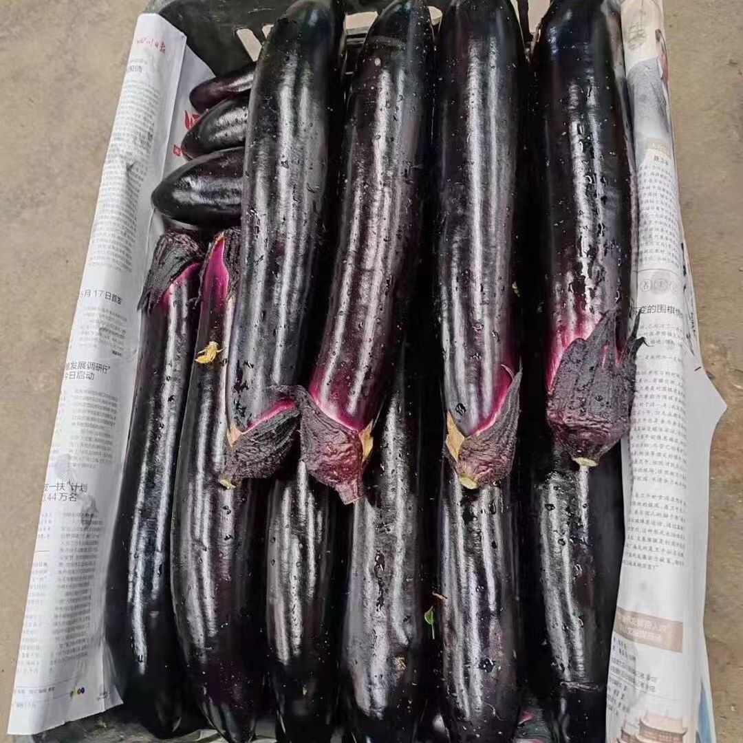 黑龙亮剑茄子种子丰产抗病茄子种籽杂交茄果顺直黑油亮长茄子种子