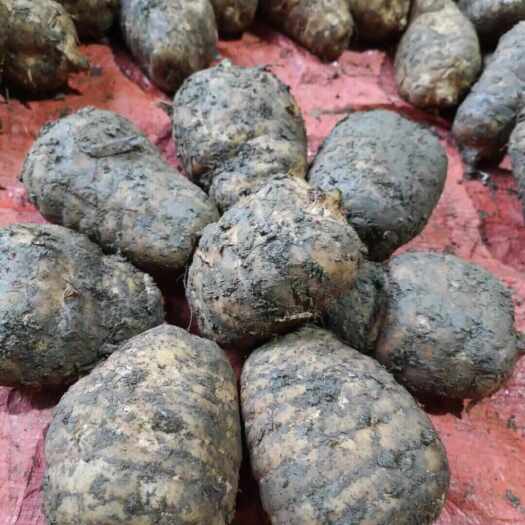 彝良县天麻 新鲜天麻基地直供面议