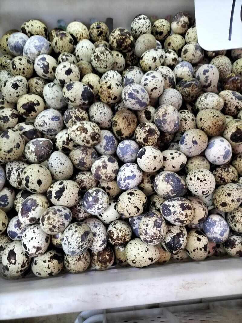 河南绿色新鲜鹌鹑蛋产地直供