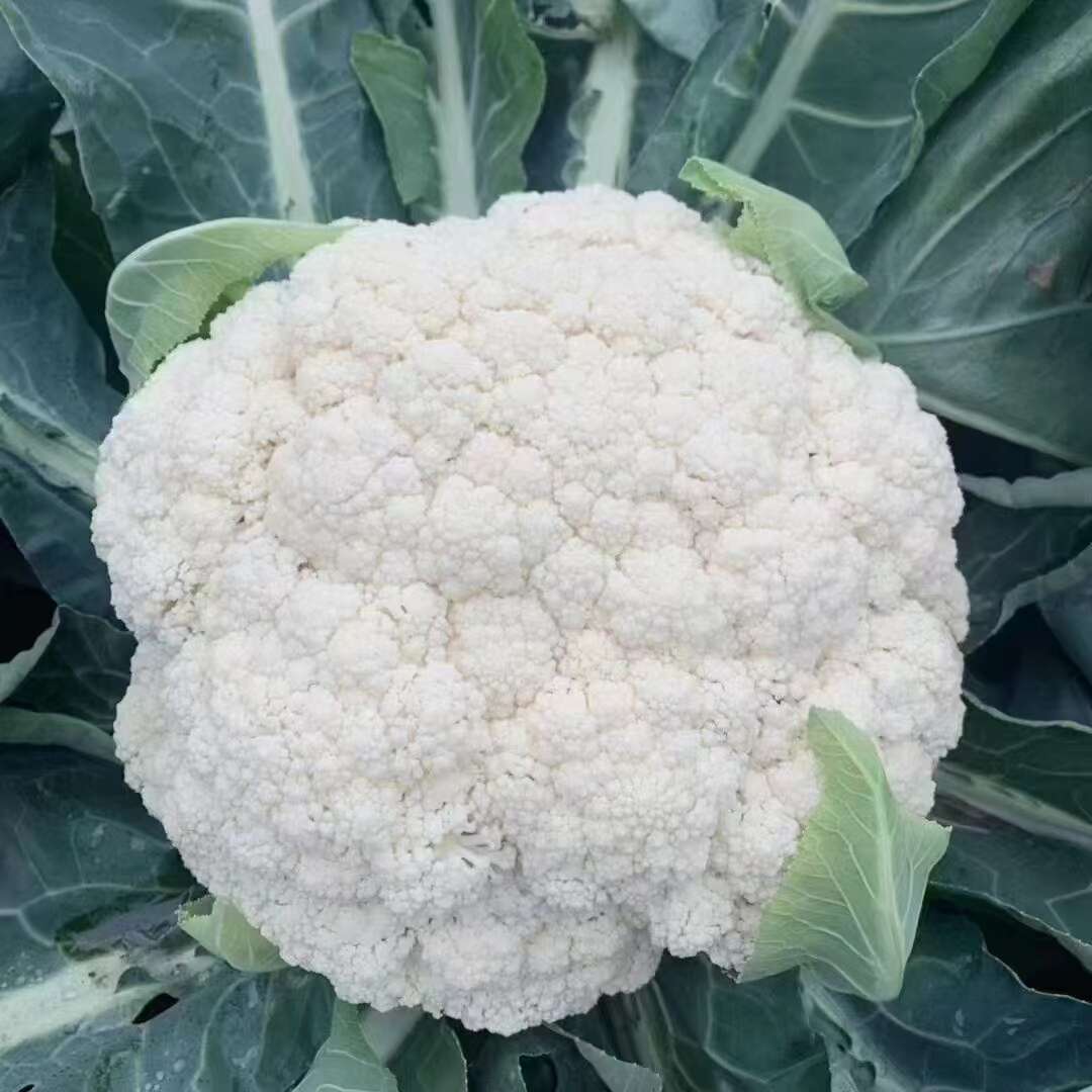 菜花苗58-60-65-70-75-80-100-103等品