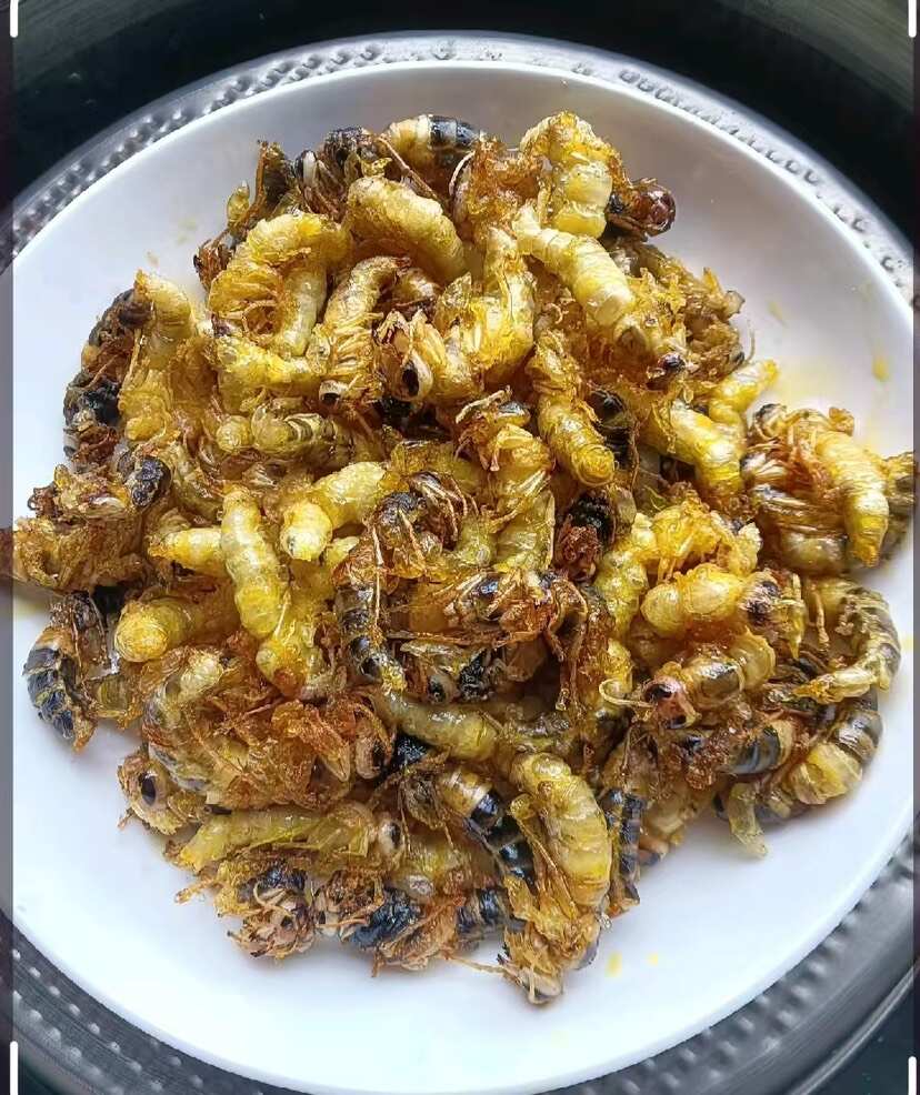 冻蛹批发