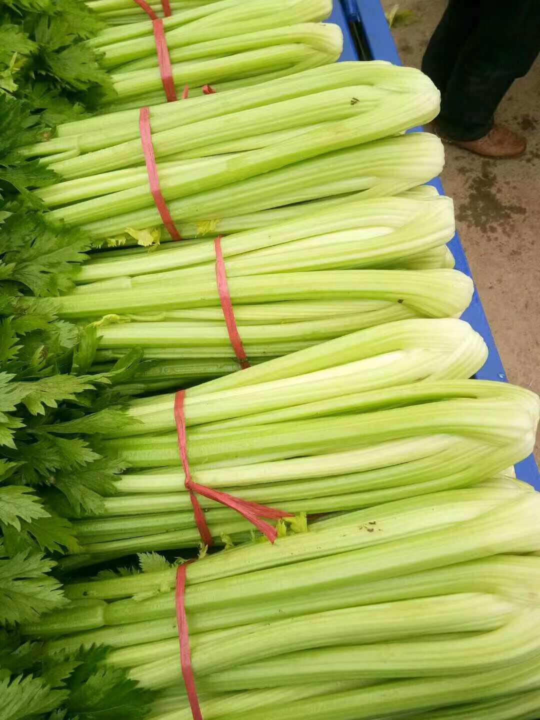 芹菜苗穴盘苗山东寿光基地直发带土发货