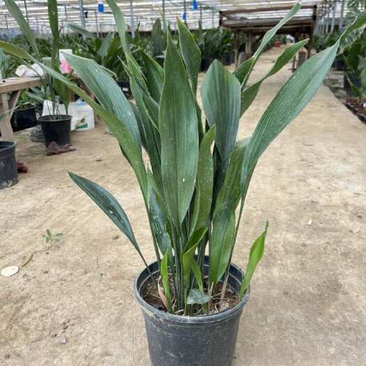 精品一叶兰 2加仑 基地自产自销 批发 大叶万年青 蜘蛛抱蛋