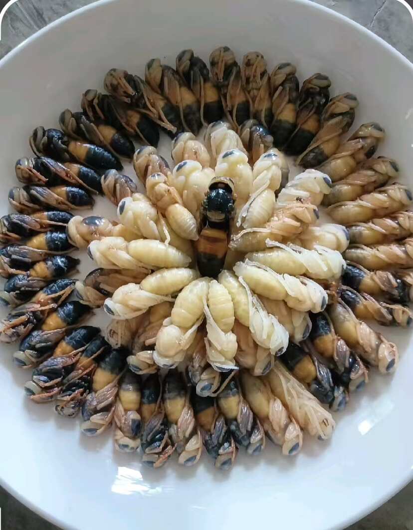 冻蛹批发