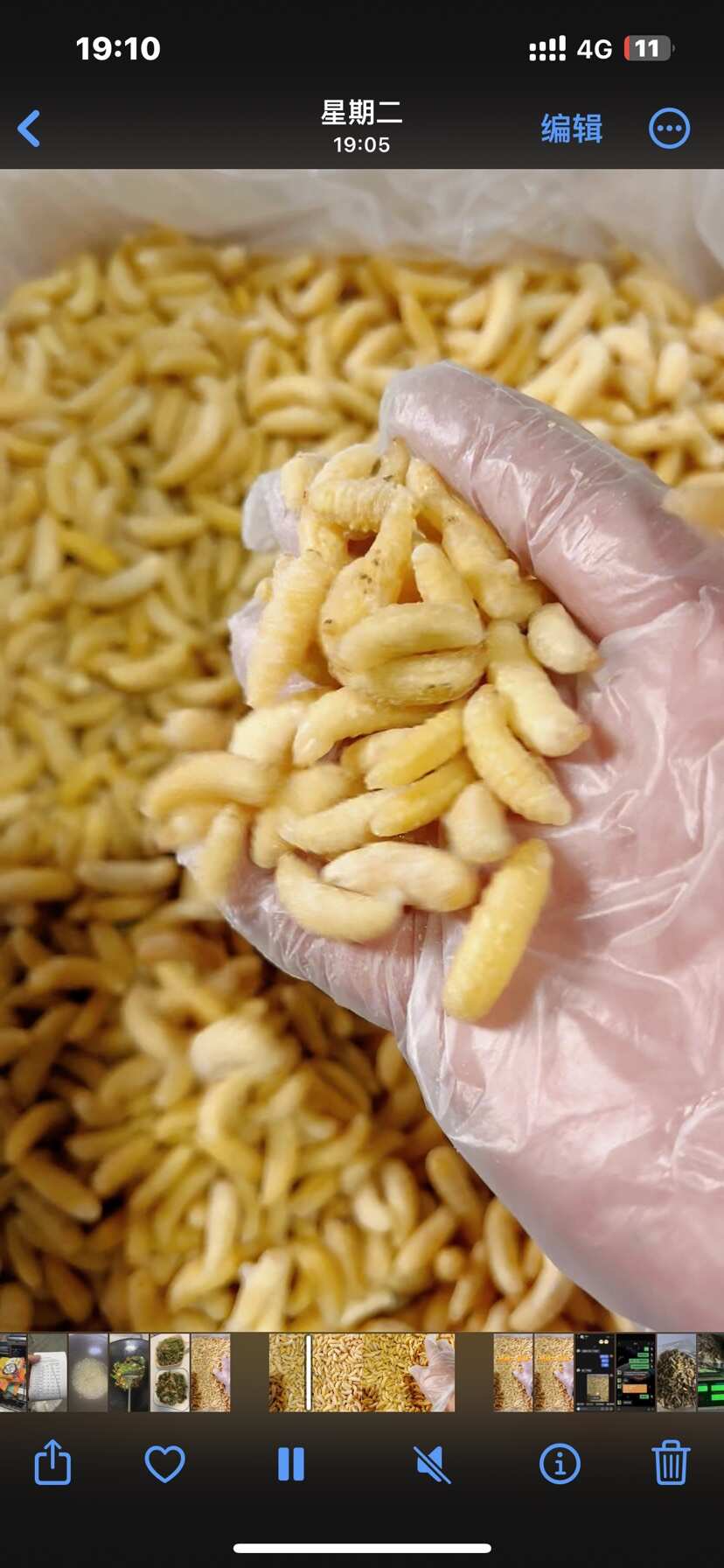 冻蛹批发