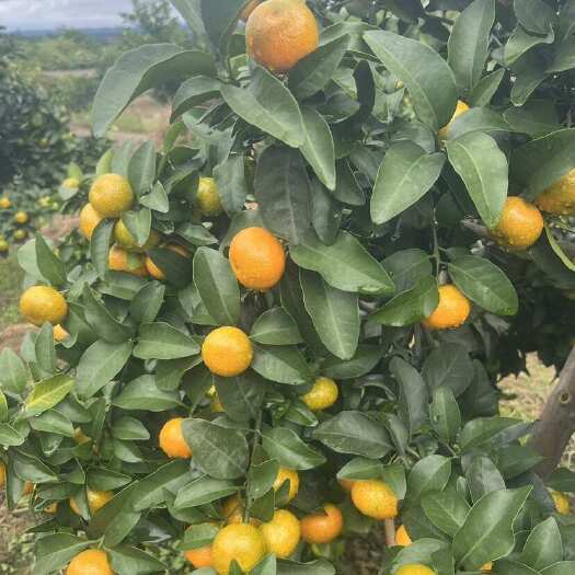 犍为县川金秋砂糖橘