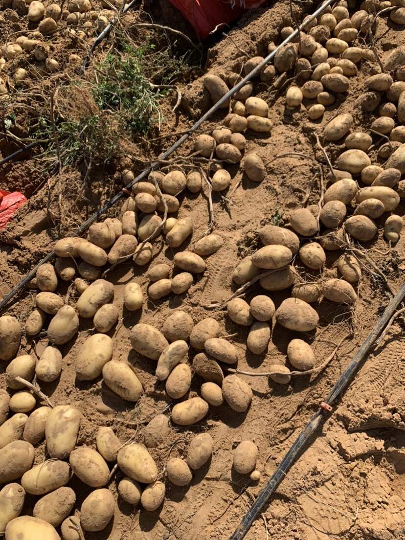 陕北土豆大量有货 久恩十一V7 支持到产地看货