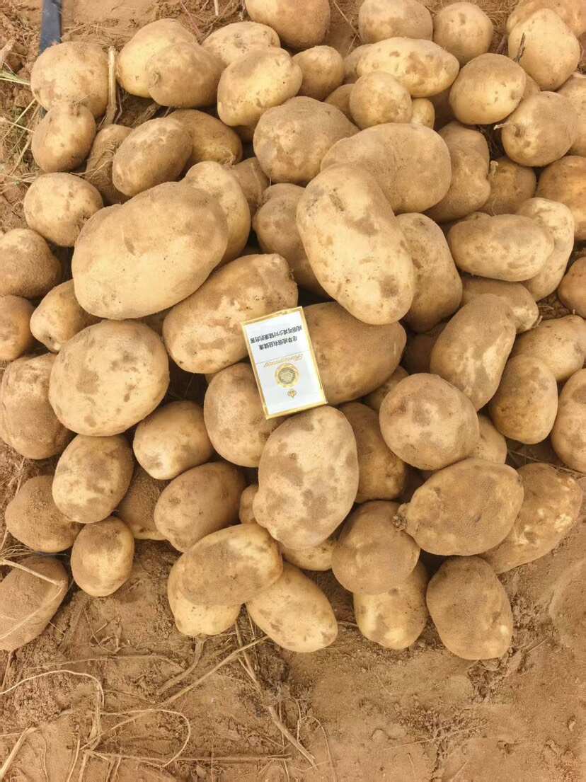 陕北土豆大量有货 久恩十一V7 支持到产地看货