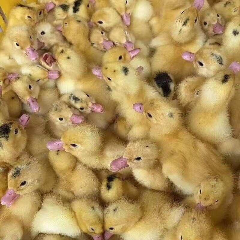 一点黑鸭苗桂柳白鸭苗花边鸭苗～西