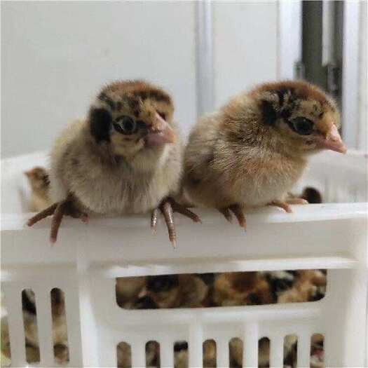 衡阳快大青脚麻鸡苗黑瑶鸡苗红瑶鸡苗～衡