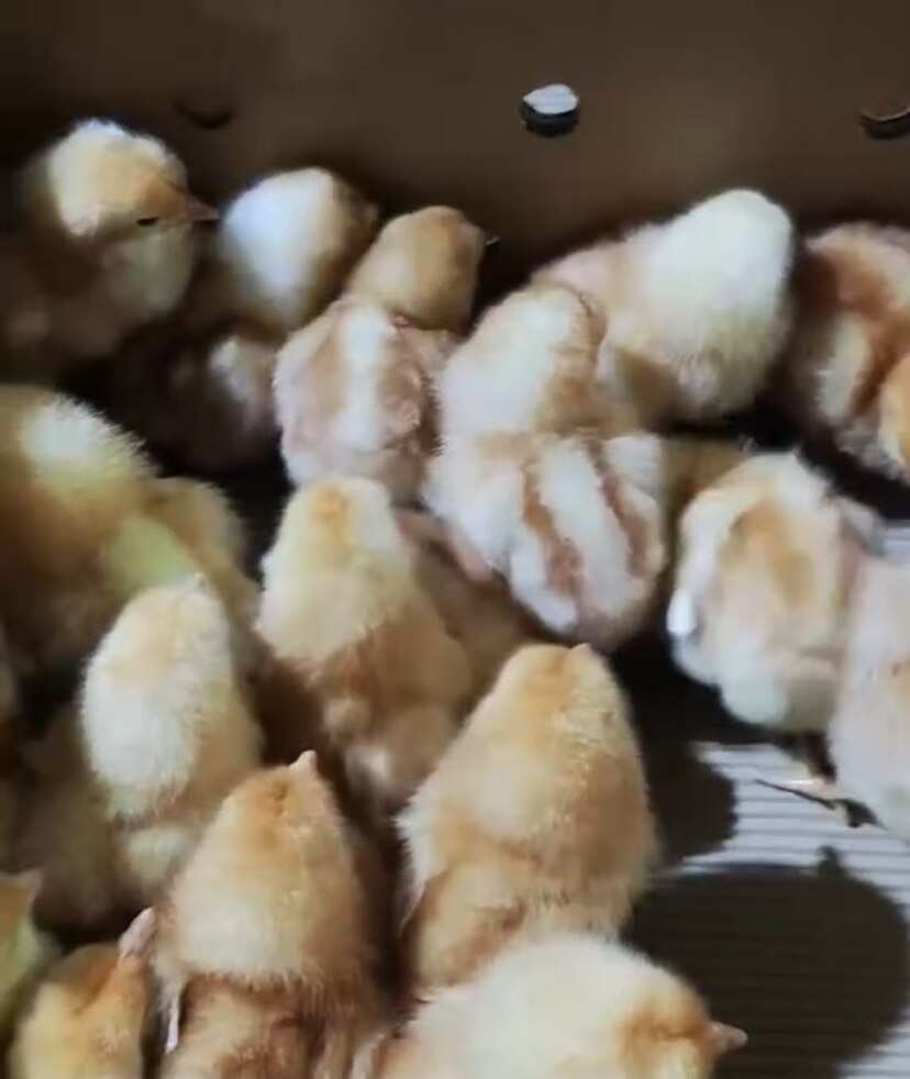 海兰褐蛋鸡苗产蛋鸡苗～州
