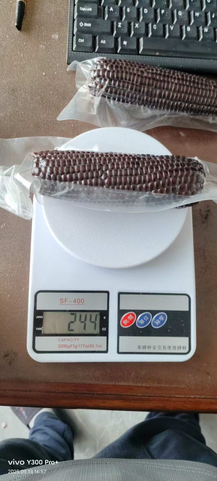 2025头茬新货黑糯玉米 粘玉米