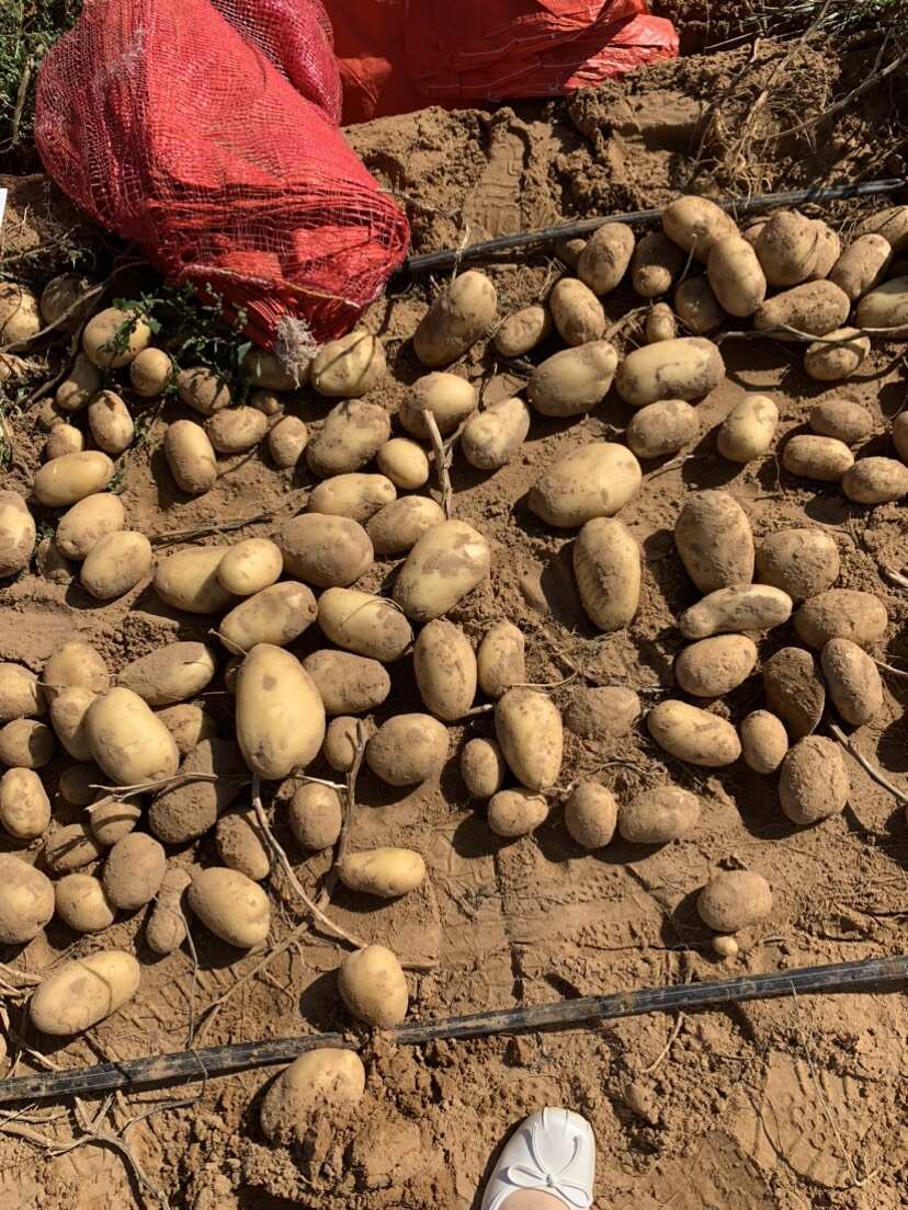 陕北土豆大量有货 久恩十一V7 支持到产地看货