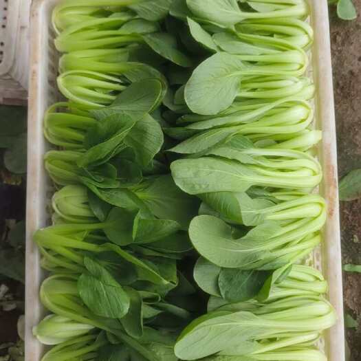 青岛万亩上海青、小油菜、奶白菜大量有货