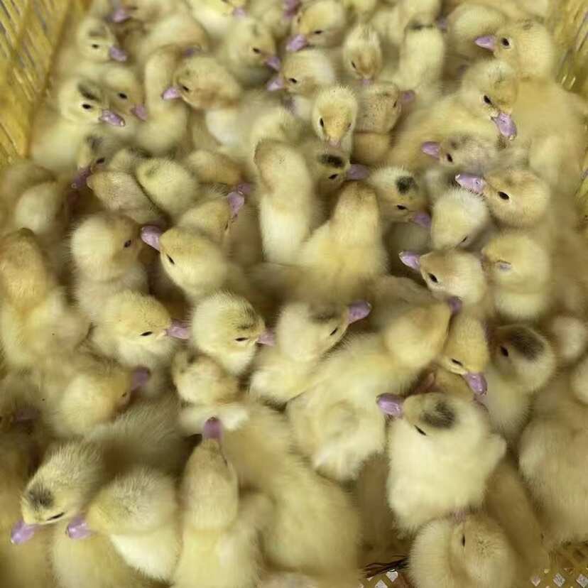 一点黑鸭苗桂柳白鸭苗花边鸭苗～西