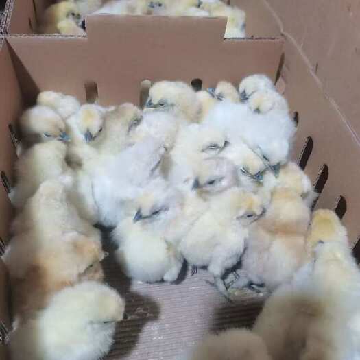 广州乌骨鸡苗白凤乌鸡苗～州