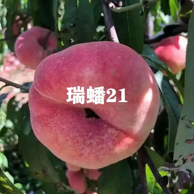 瑞蟠21毛蟠桃，大量现货，自己的果园，