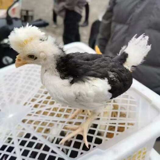 广州脱温贵妃鸡苗贵妇鸡苗