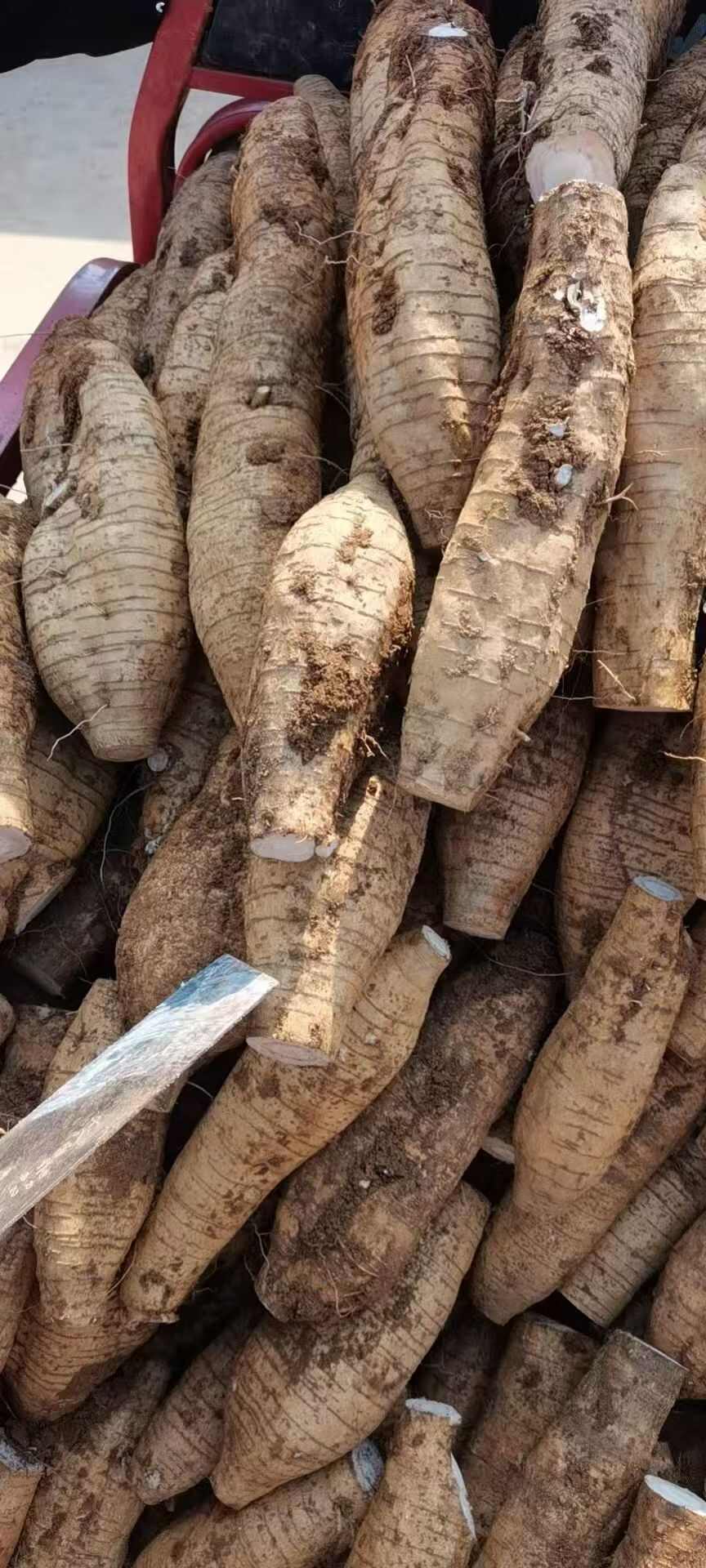 广西桂林粉葛根茎蔬菜产地直发