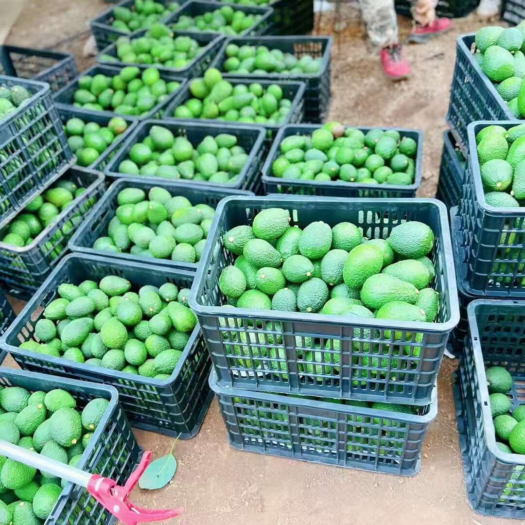 国产牛油果，云南本地现摘