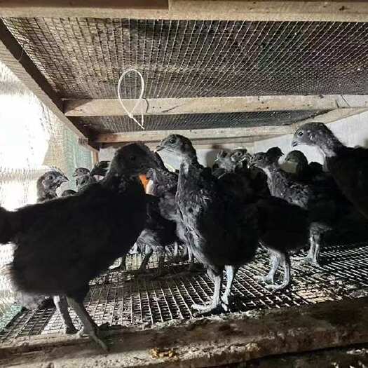 广州脱温五黑鸡苗绿壳蛋鸡苗乌骨鸡苗
