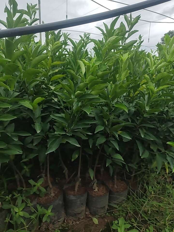 沃柑杯苗70公分高起苗