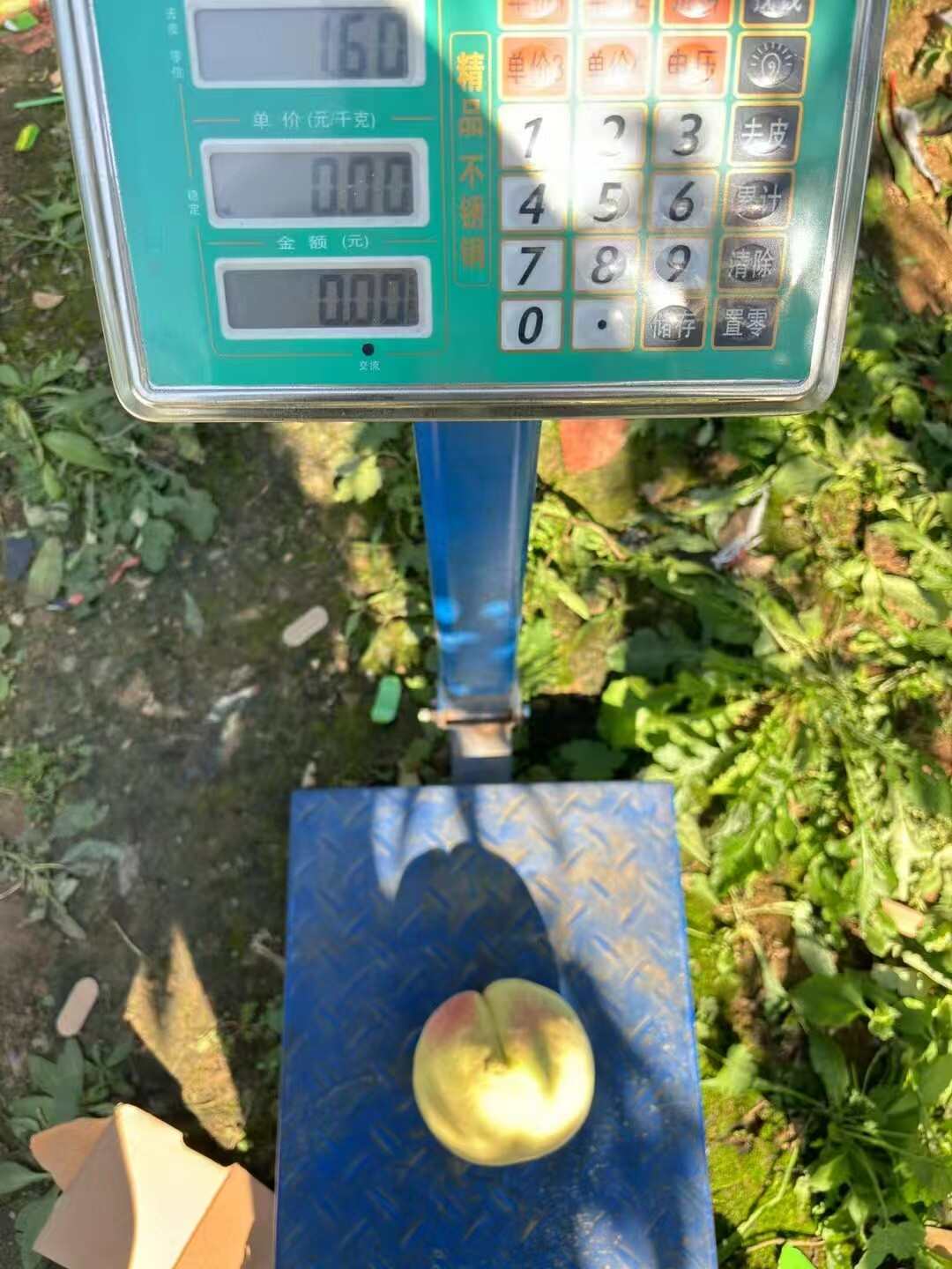 中华寿桃
