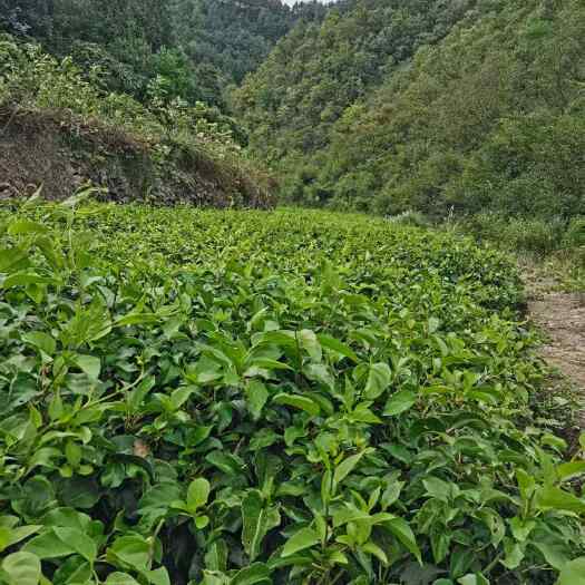 凤凰县水杨桃实生