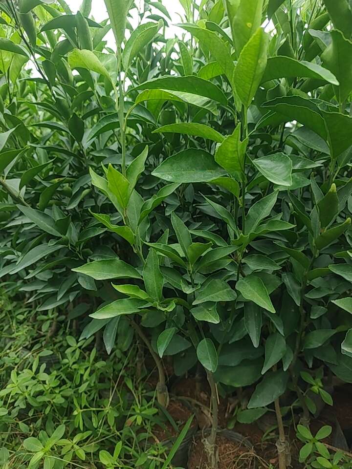 沃柑杯苗70公分高起苗