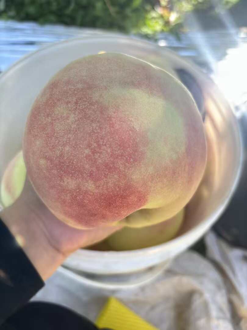 中华寿桃