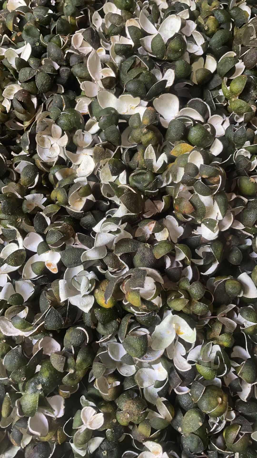 山桔皮，四花青皮，