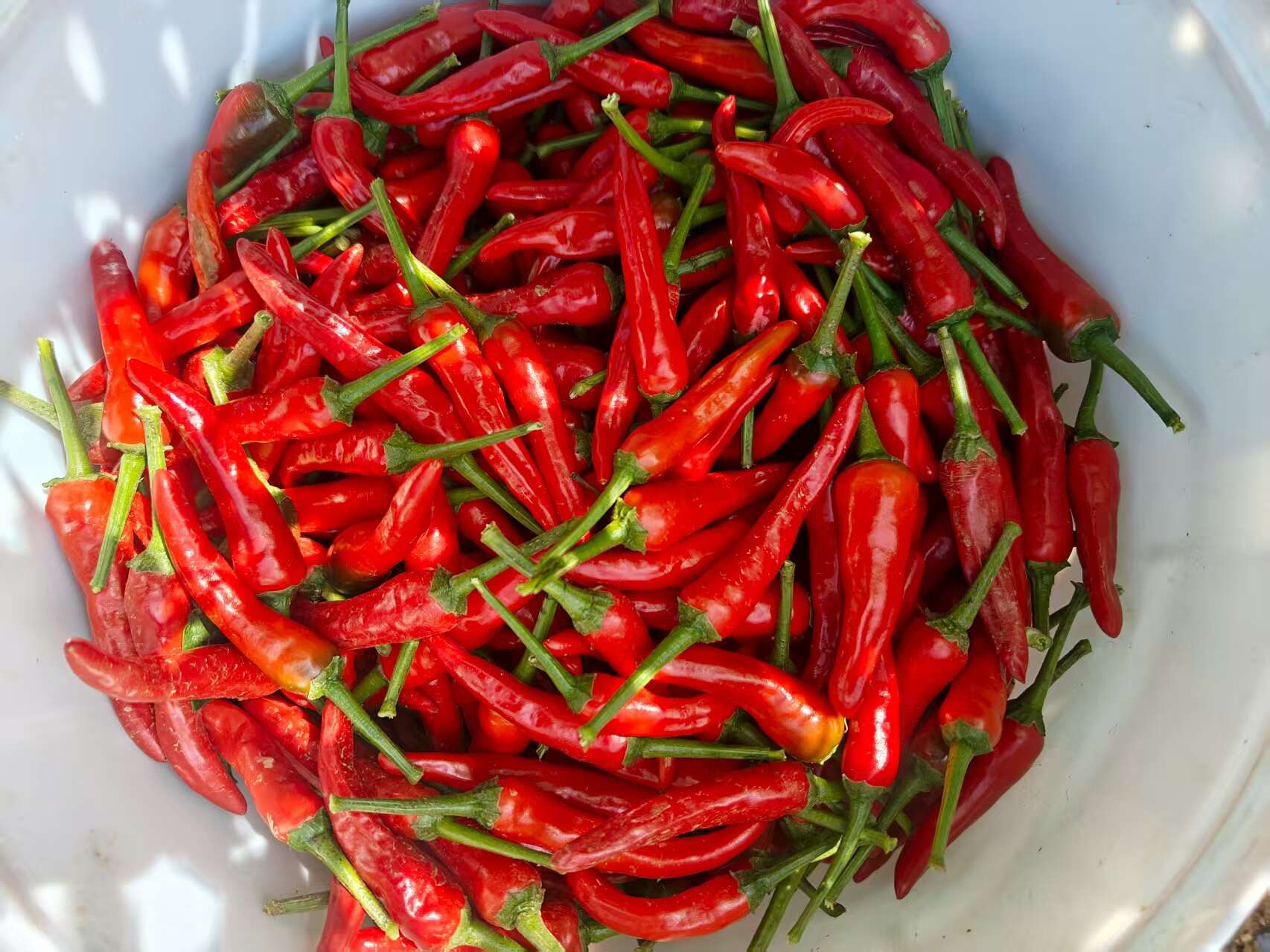 辣椒王（小米椒）