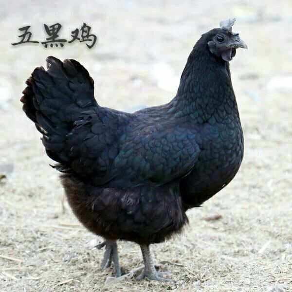 五黑鸡苗乌骨鸡苗绿壳蛋鸡苗~贵