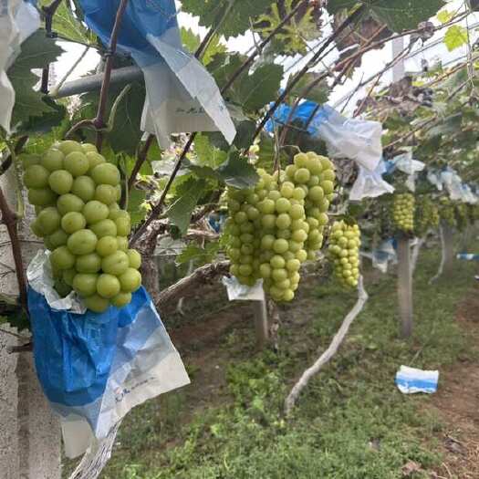 菏泽阳光玫瑰葡萄