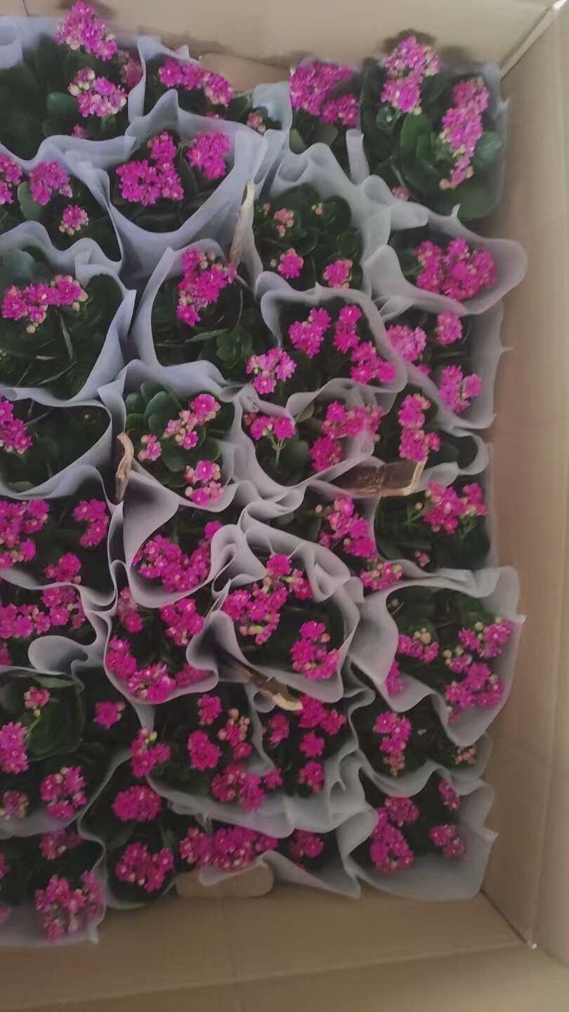 130盆长寿花，4色。现货充足