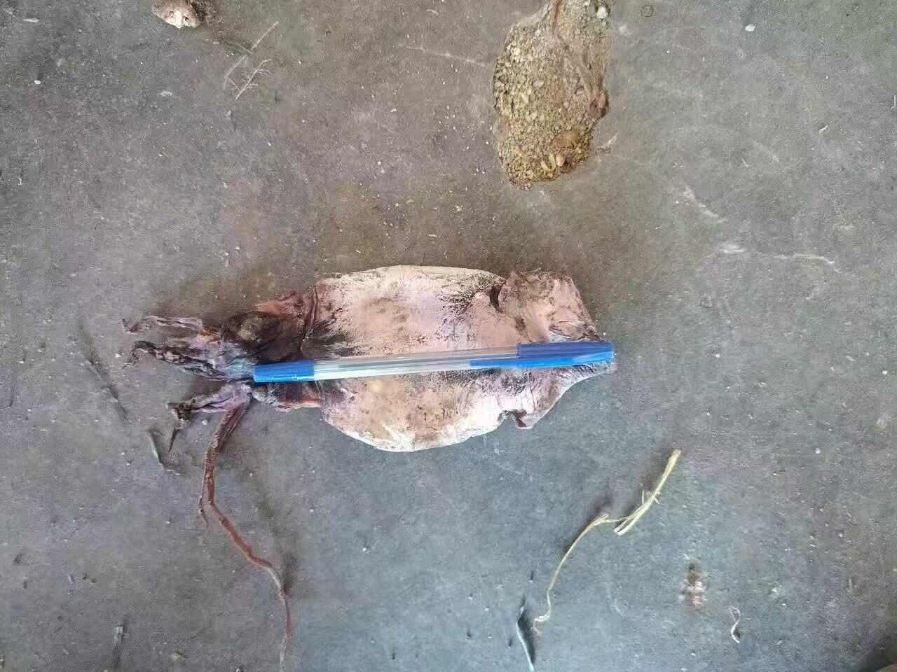 越南黑鱿鱼干大量现货供应链，欢迎批发商了解批发，量大从优。。