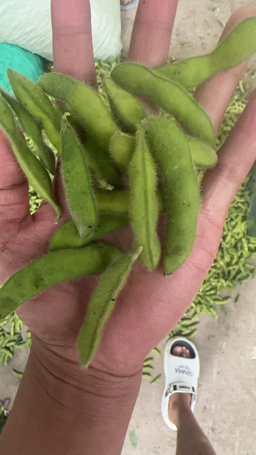 安徽芜湖毛豆荚产地直供支持代发清洗