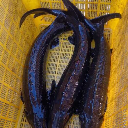 自产自销鲟鱼出售