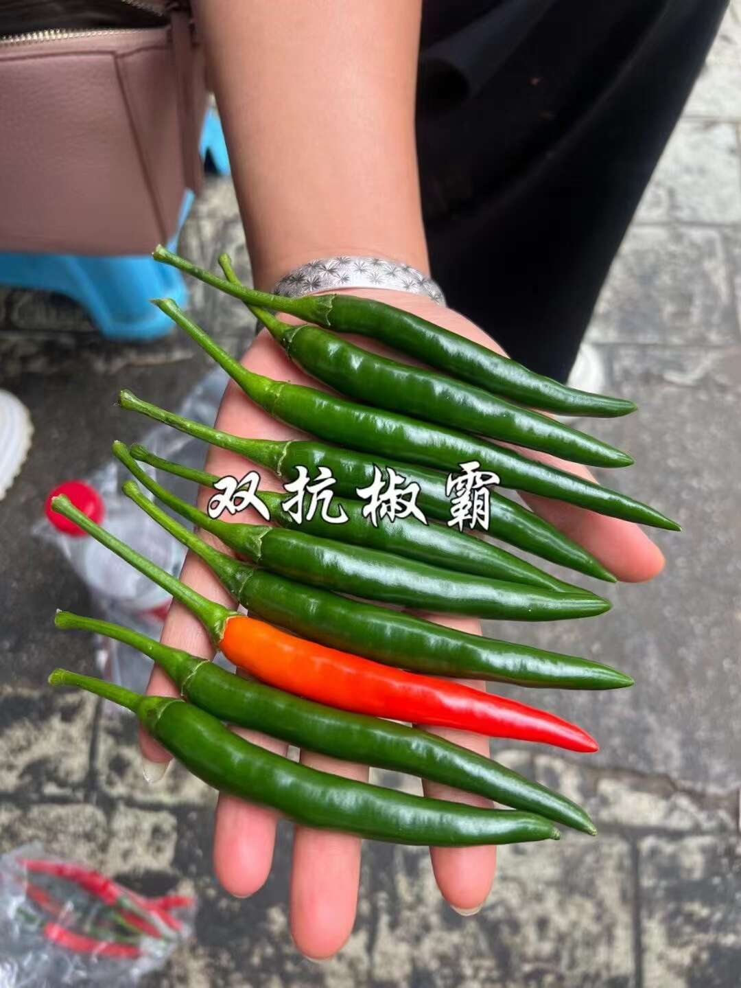 新品种双抗椒霸朝天椒种子大号辣椒种子硬度好抗病丰产早熟滑皮椒