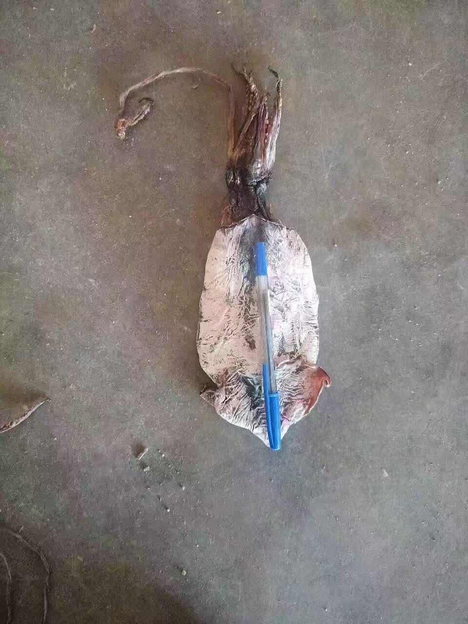 越南黑鱿鱼干大量现货供应链，欢迎批发商了解批发，量大从优。。