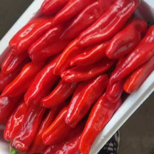 芜湖安徽芜湖红泡椒 新鲜采摘 茄果菜类蔬菜