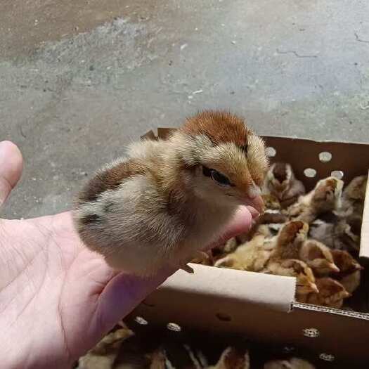 衡阳清远麻鸡苗灵山土鸡苗清远麻2鸡苗~衡