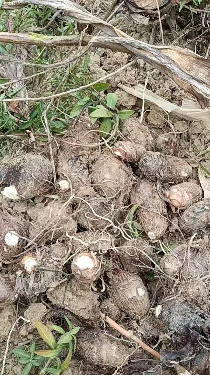 芋头，红芽芋头，几百亩