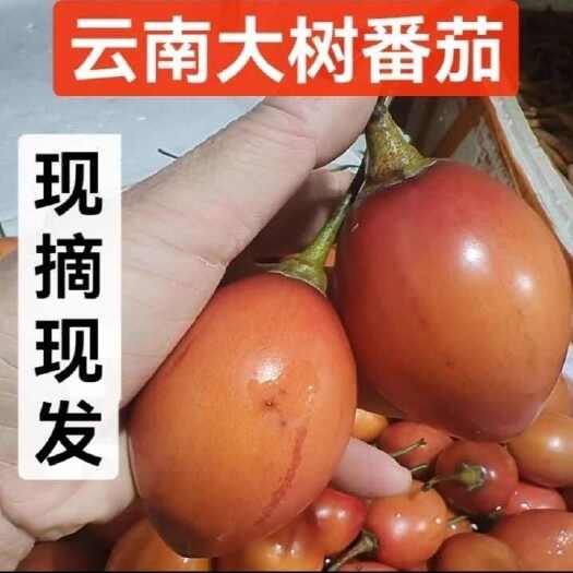 牟定县树番茄洋酸茄云南特产鸡蛋果树番茄傣味火锅鸡蛋果熟果