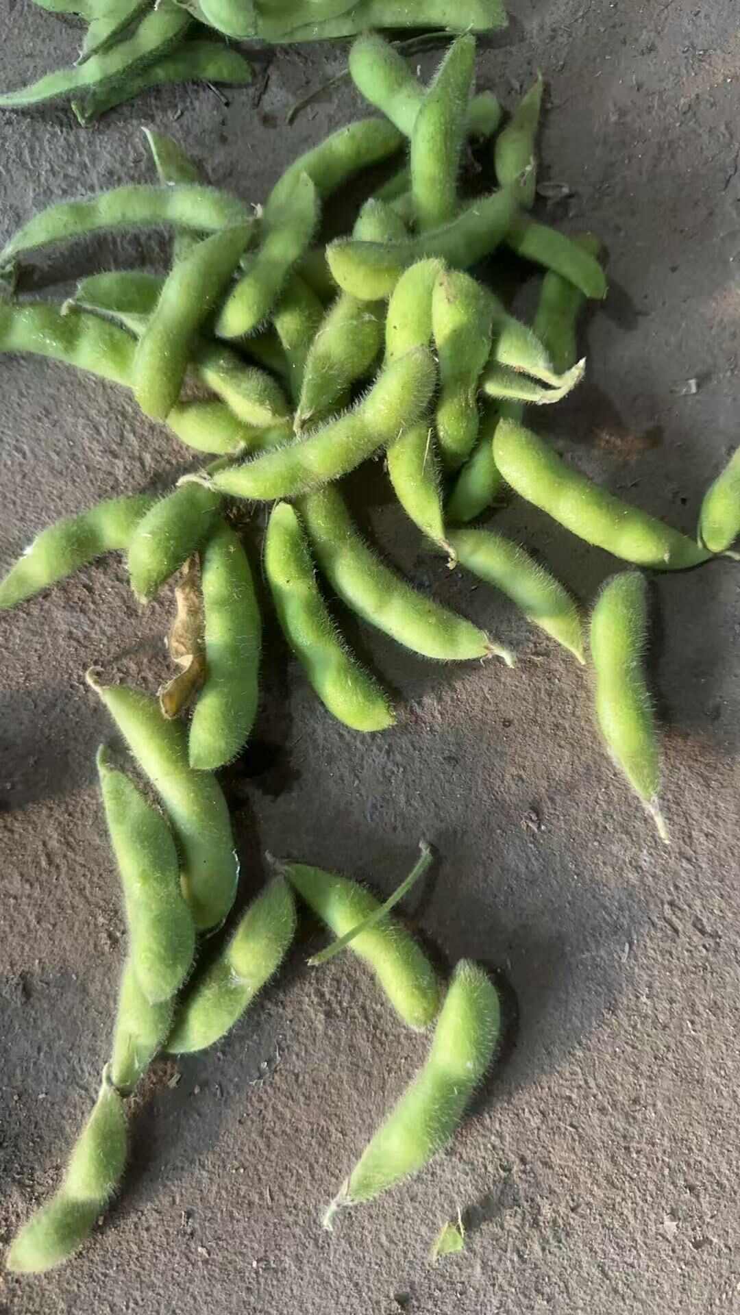 毛豆