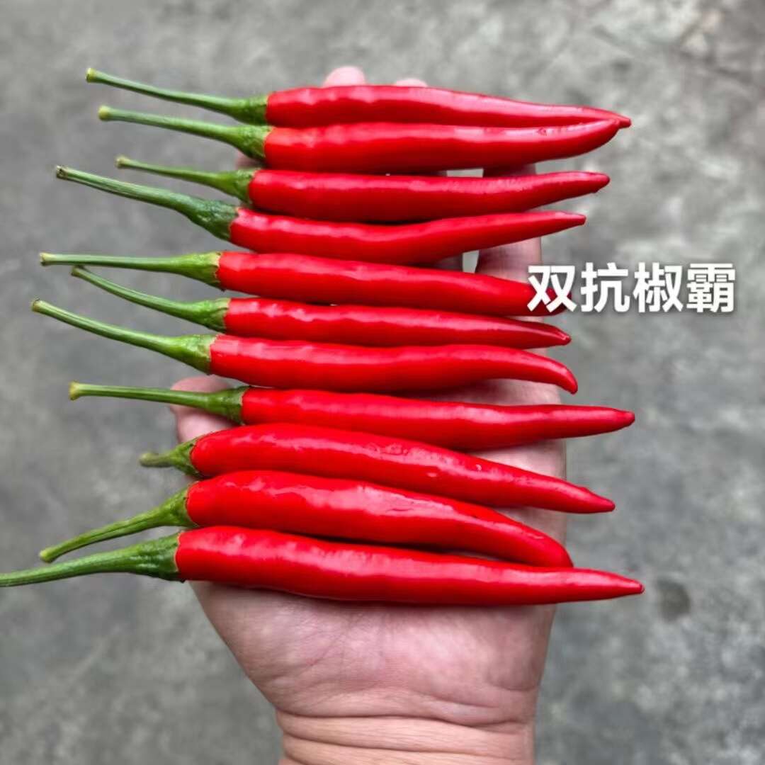 新品种双抗椒霸朝天椒种子大号辣椒种子硬度好抗病丰产早熟滑皮椒