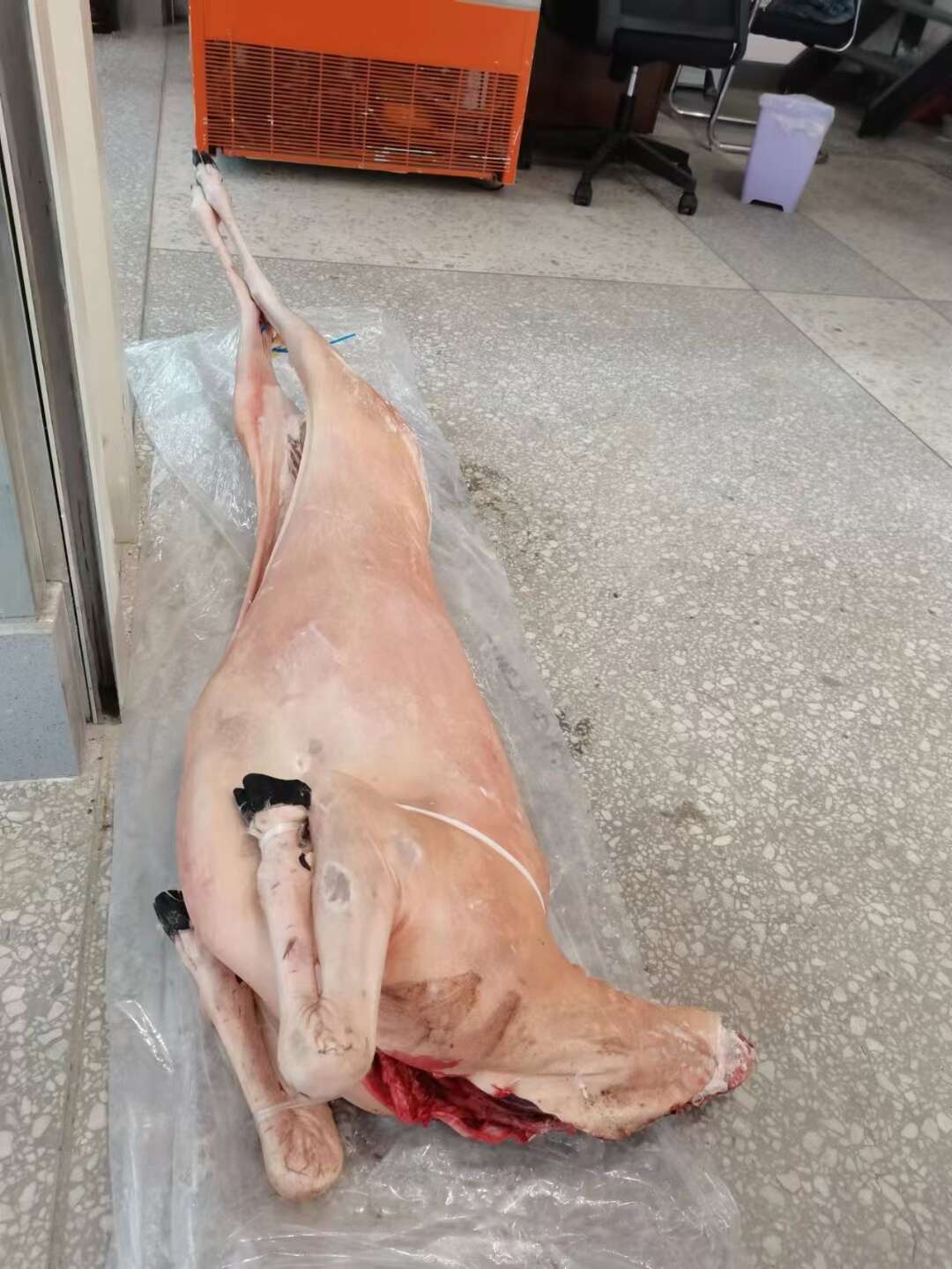 带皮羊 白条羊 内蒙羊 冻羊
