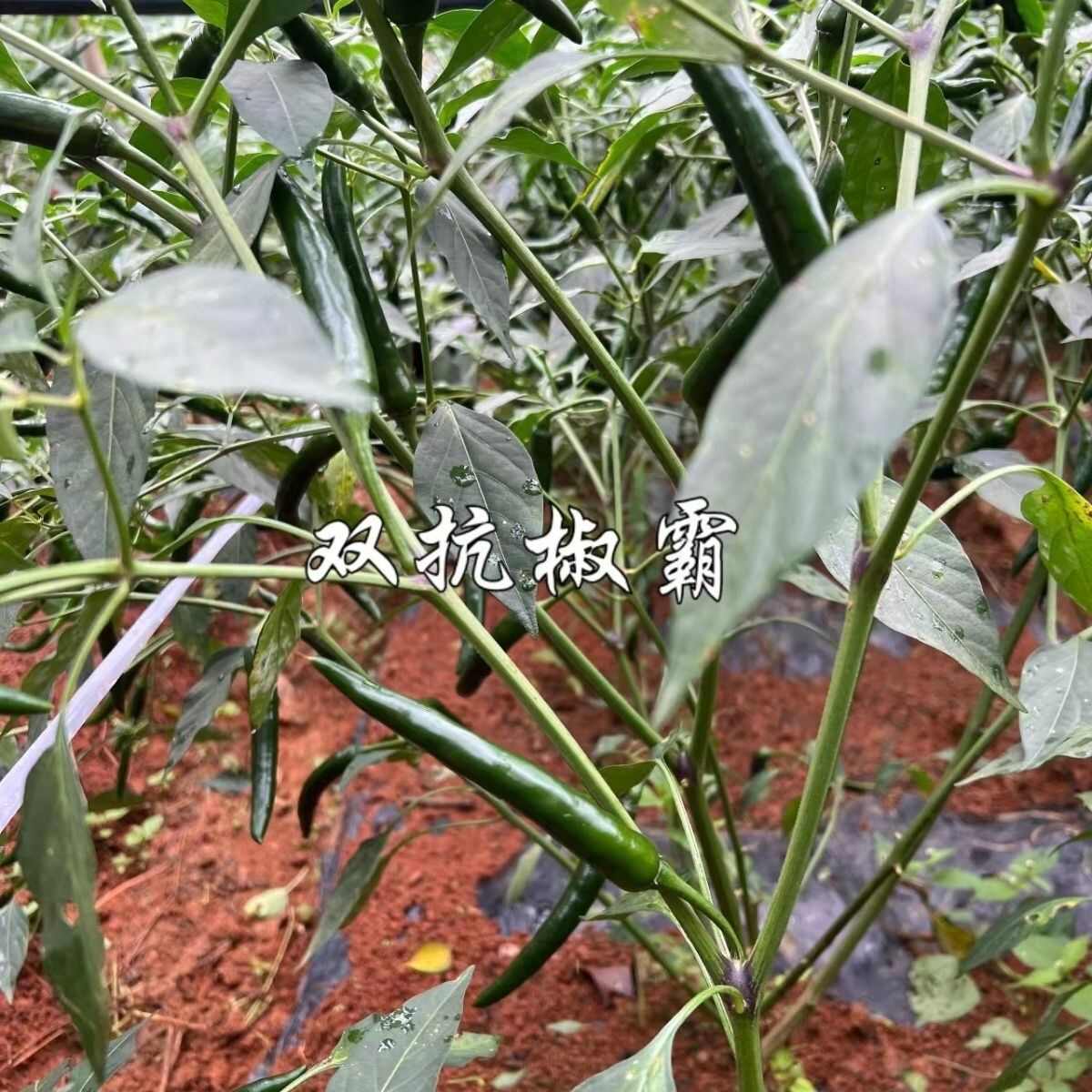 新品种双抗椒霸朝天椒种子大号辣椒种子硬度好抗病丰产早熟滑皮椒