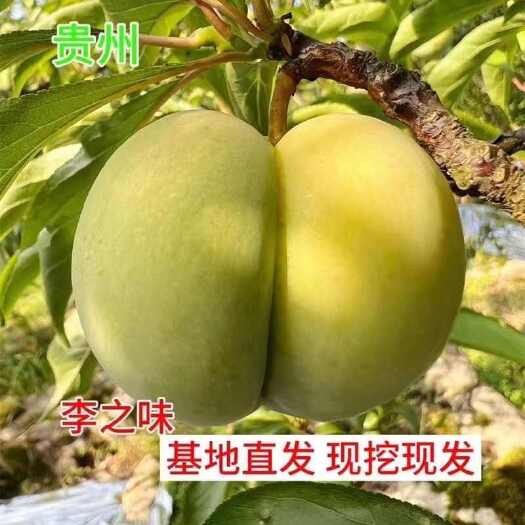 桐梓县蜂糖李树苗  李子树苗，蜂糖李苗，六马蜂糖李，脱骨李。