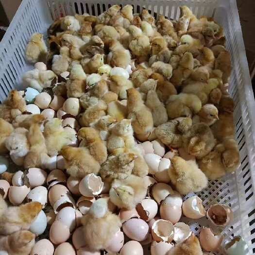 衡阳胡须鸡苗胡子鸡苗散养土鸡苗~衡